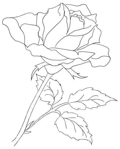 Рисунок розы карандашом для срисовки