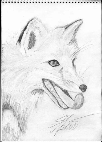 Лисички для срисовки карандашом