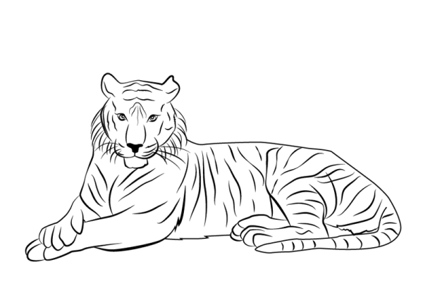 Тигр рисунок для срисовки