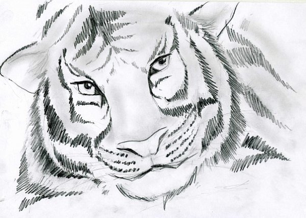 Тигр рисунок карандашом простой