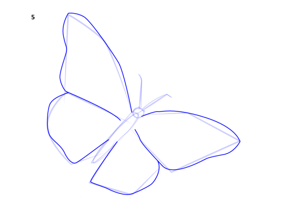 Рисунок бабочки карандашом для срисовки