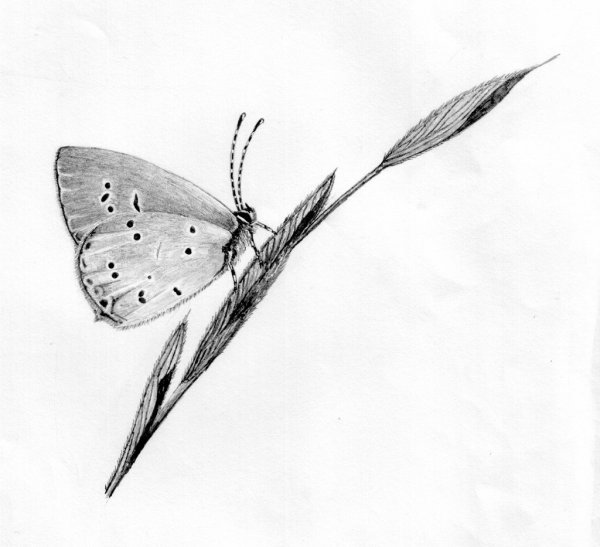 Бабочки в разных ракурсах