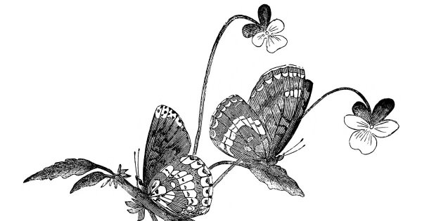 Бабочки карандашом для срисовки