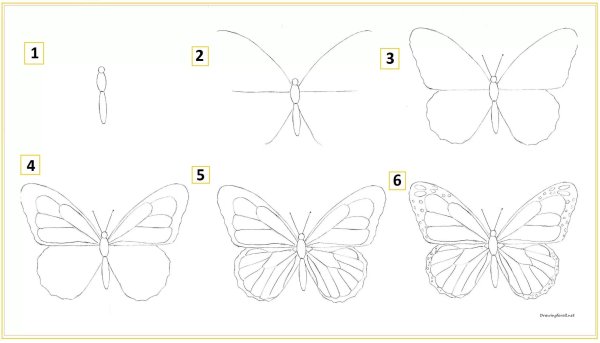 Бабочки для срисовки