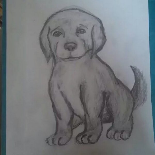 Рисунок щенка для срисовки