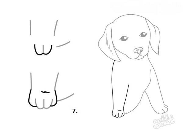 Рисунки карандашом собаки для начинающих