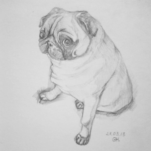Мопс карандашом