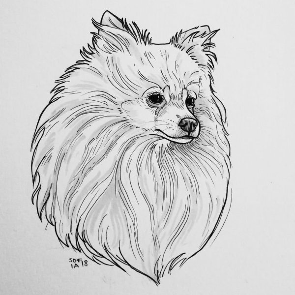 Контур померанского шпица