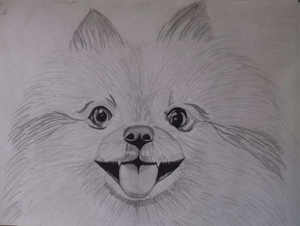 Собака шпиц для срисовки