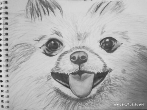 Шпиц рисунок карандашом лёгкий