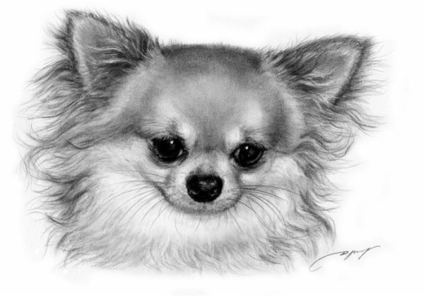 Раскраска шпиц