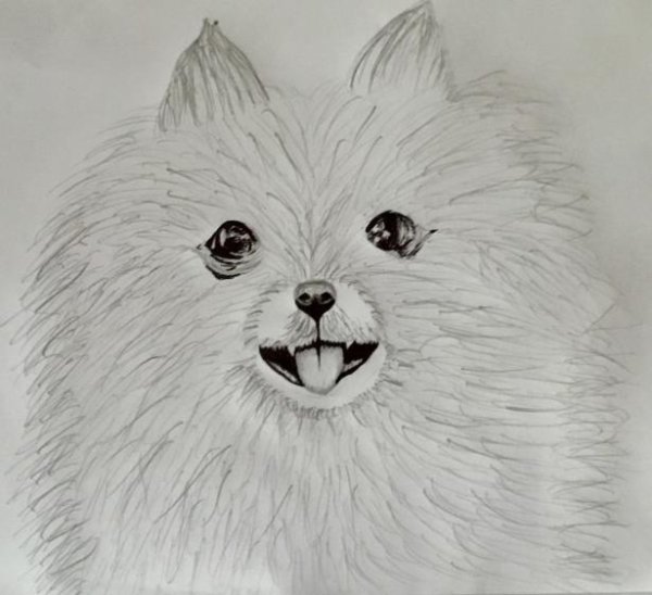 Шпиц рисунок