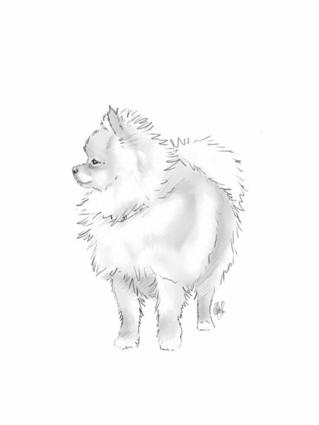 Шпиц рисунок