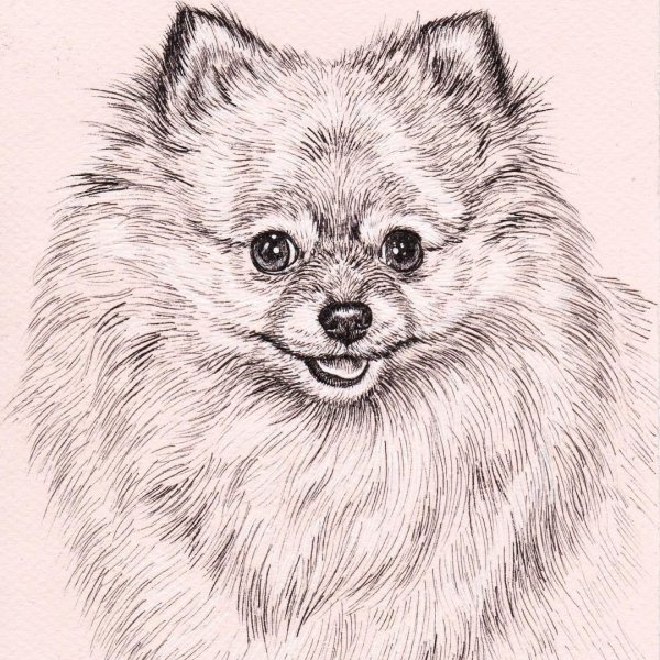 Померанский шпиц для срисовки