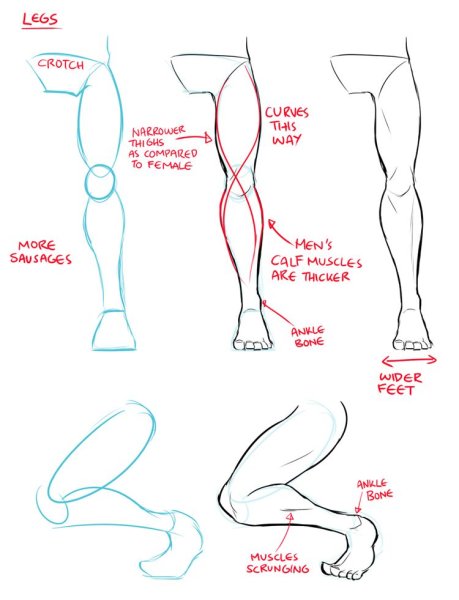Анатомия ног для рисования