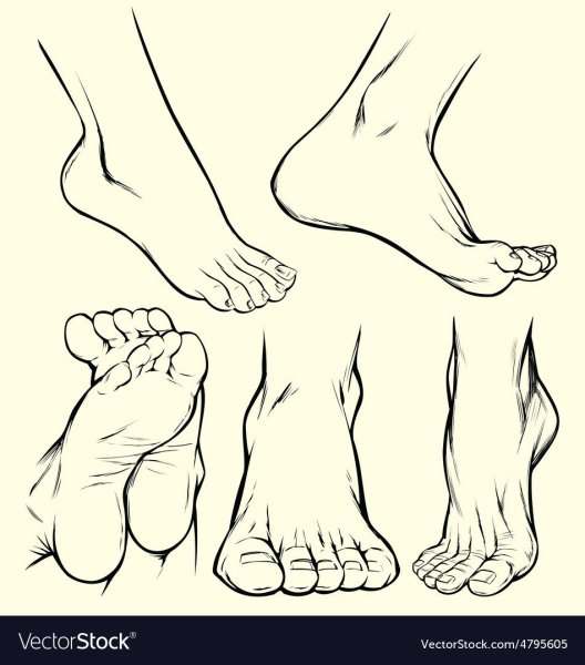 Стопа спереди референс