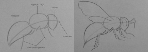 Пчела рисунок поэтапно