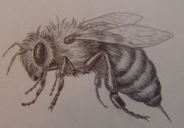 Рисунок настоящей пчелы