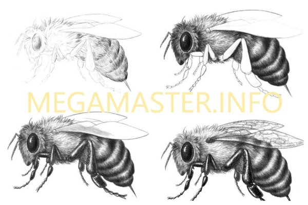 Урок рисования пчела