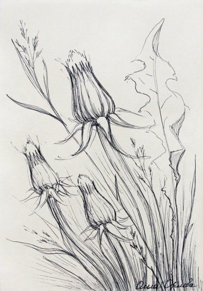 Наброски растений