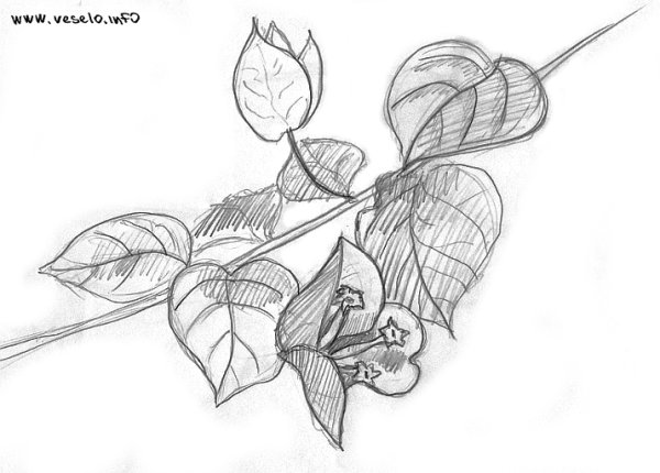 Рисунки растений карандашом