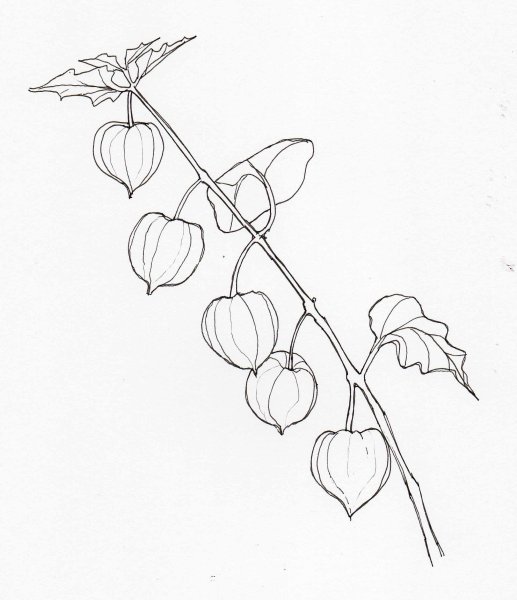 Физалис скетч