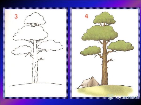 Сосна раскраска