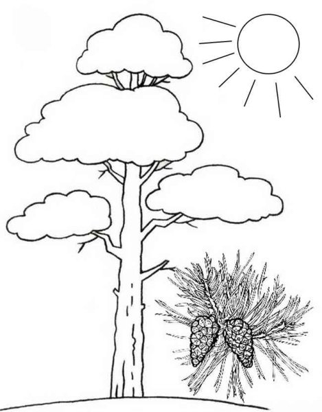 Зарисовки деревьев различных пород
