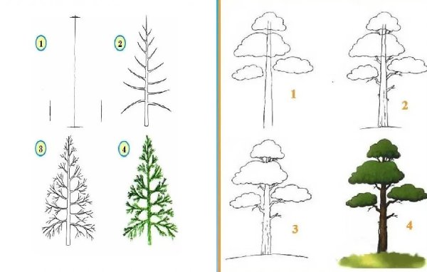 Нарисовать сосну поэтапно