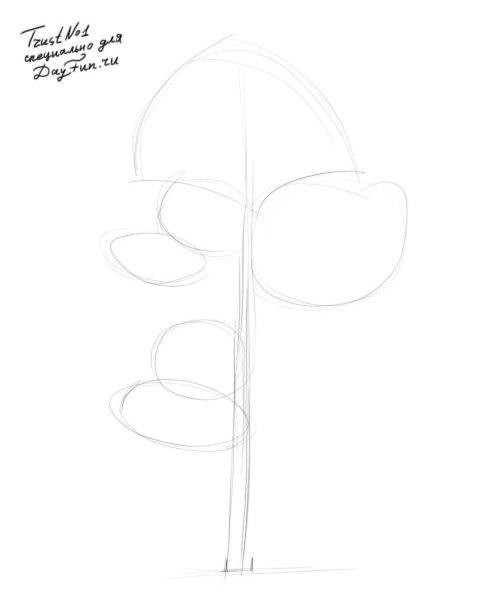 Сосна рисунок карандашом