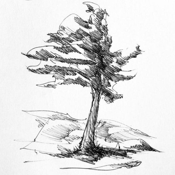 Сосна рисунок