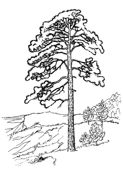 Сосна схематично