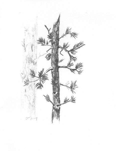 Зарисовки деревьев различных пород