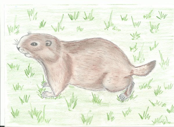 Степные животные