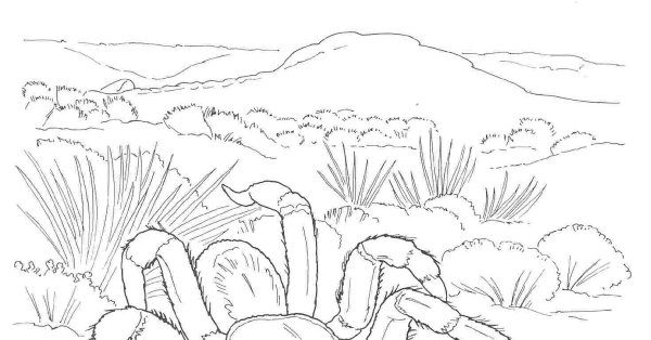 Раскраска пустыня для детей