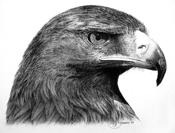 Изображение головы орла