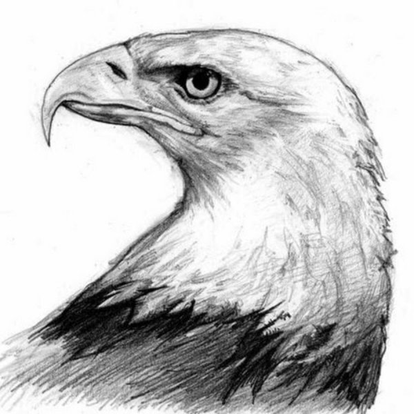 Орел карандашом