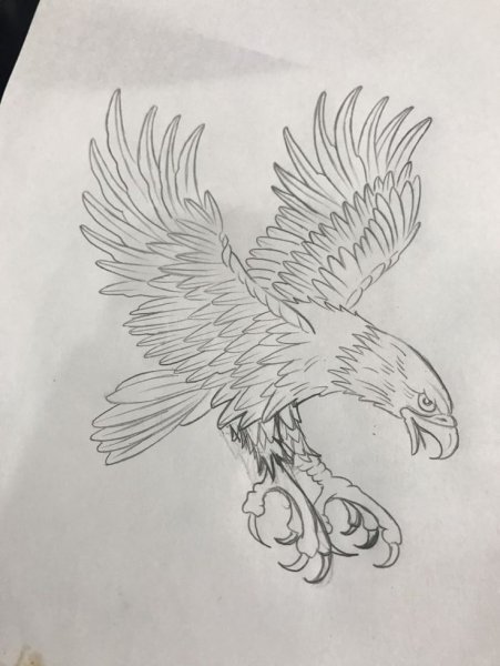 Нарисовать орла карандашом