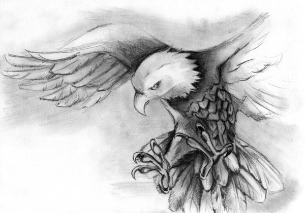 Эскиз орла карандашом