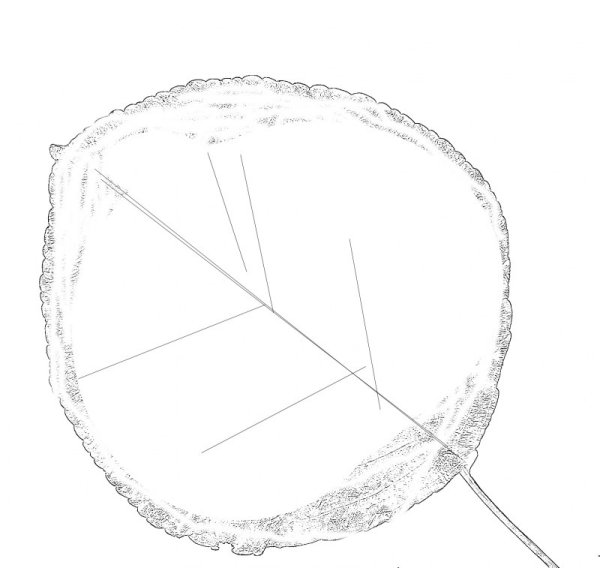 Круглые листья раскраска