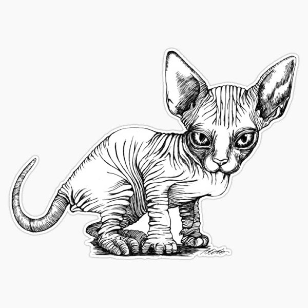 Раскраска кот сфинкс