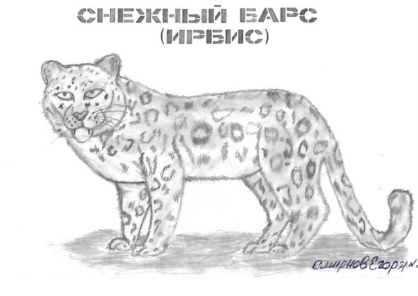 Рисунок животного занесенного в красную книгу