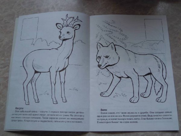 Животные красной книги рисунки