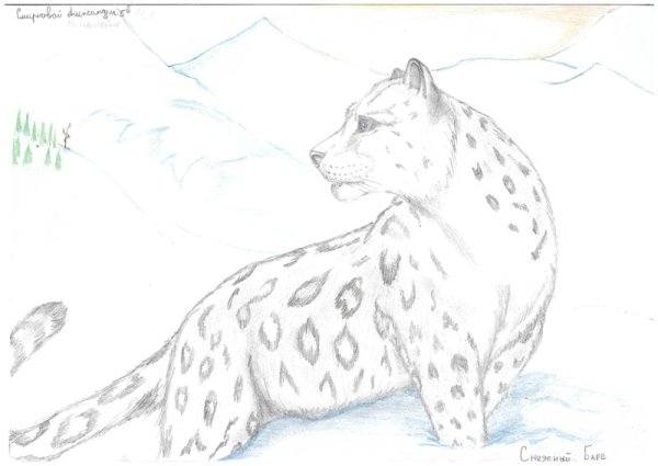 Снежный Барс карандашом