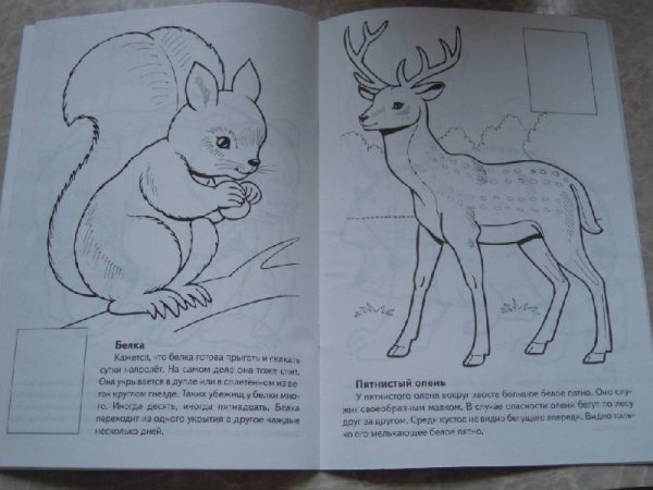 Животные из красной книги книги нарисовать