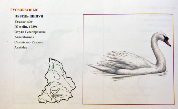 Лебедь из красной книги