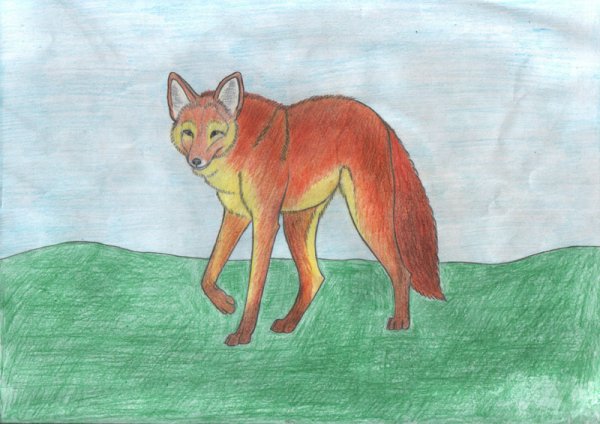 Красный волк рисунок