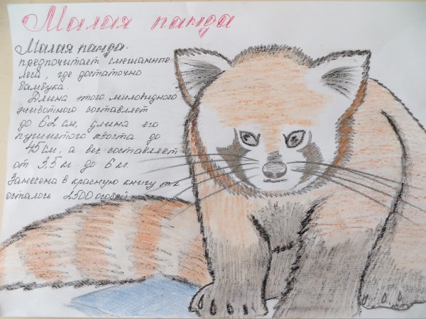 Животные краснойткниги России