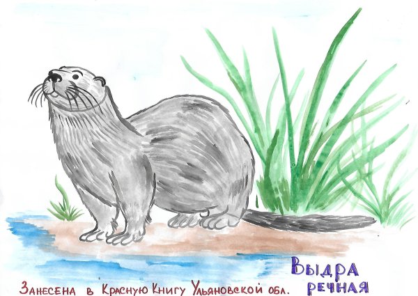 Животные красной книги рисунки