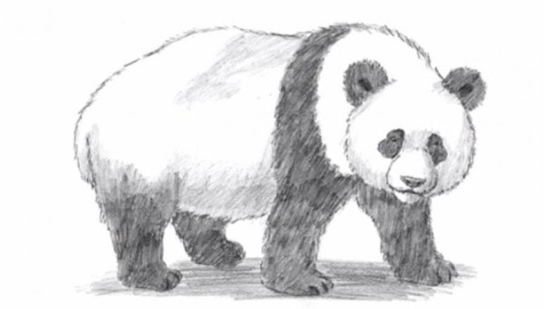 Панда рисунок карандашом
